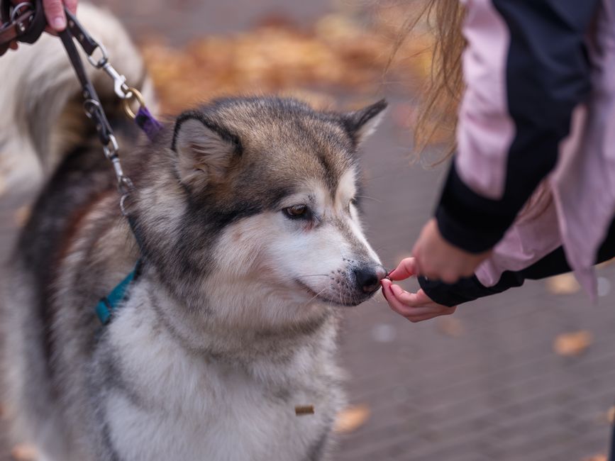 Hund schaut erwartungsvoll ohne Leckerli zu bekommen – Leckerli-Pause üben