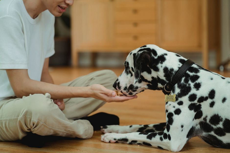 Hund mit Herzerkrankung bekommt salzarme Belohnung
