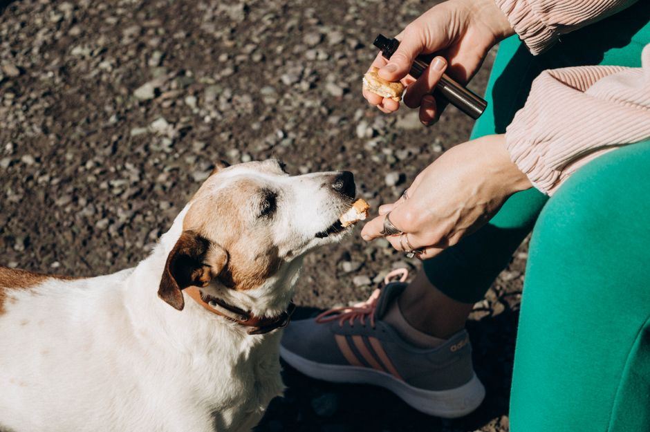 Hund mit Allergie bekommt sorgfältig ausgewählten hypoallergenen Snack