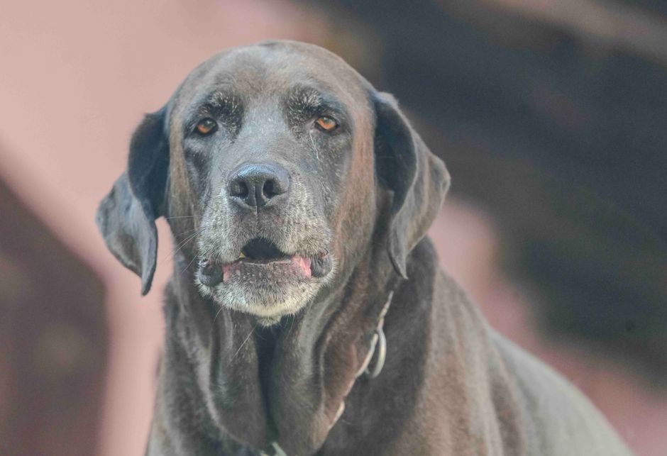 Alter Hund wartet ruhig an der Tür zu seiner gewohnten Gassi-Zeit