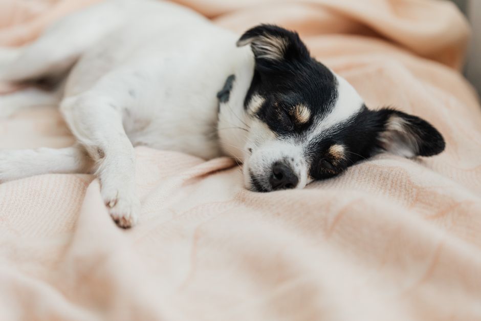 Seniorhund auf einem erhöhten, gut zugänglichen Hundebett