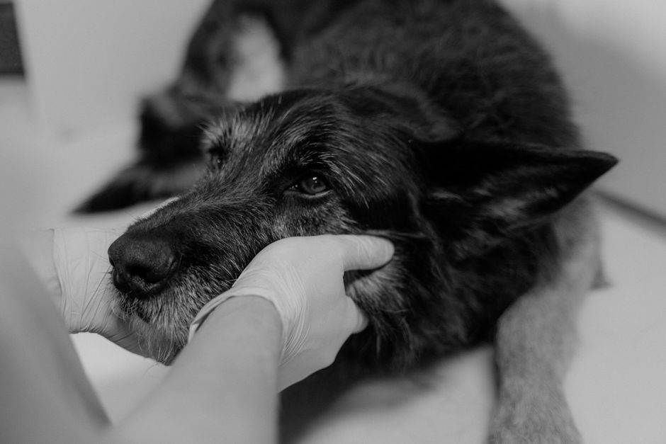 Hund beim Physiotherapeuten auf einem Balance-Pad