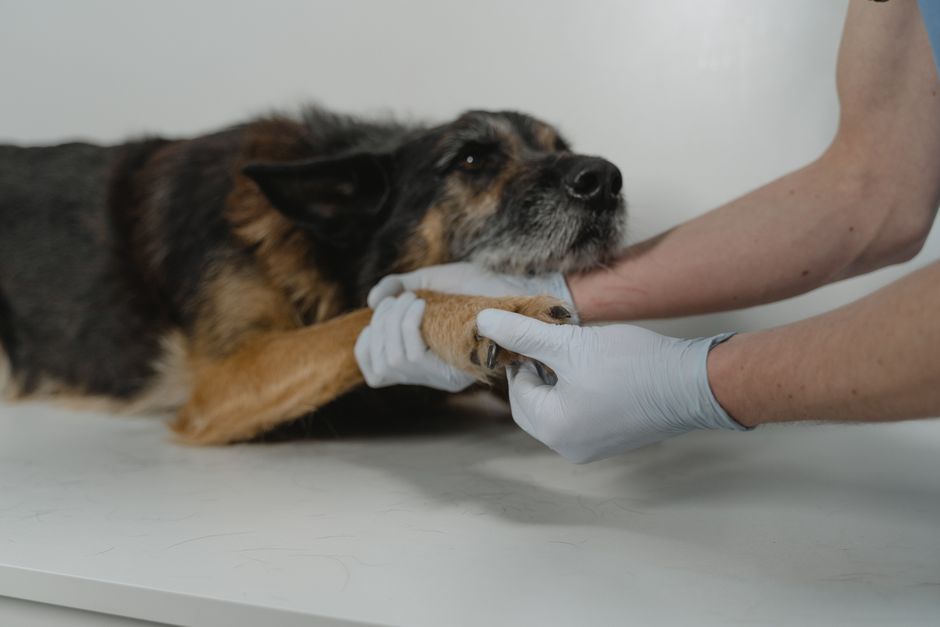 Tierarzt tastet Lymphknoten eines älteren Hundes ab