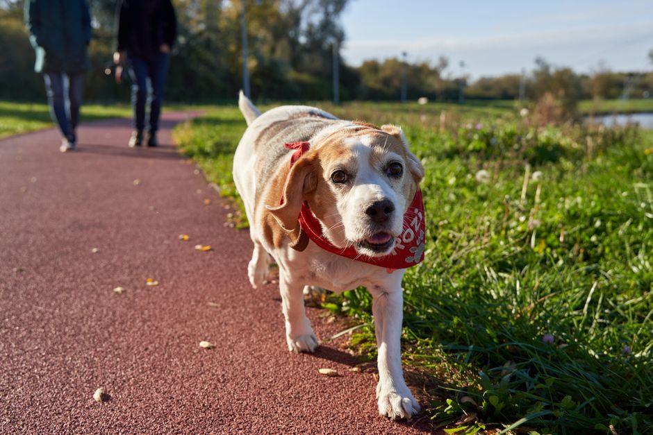 Älterer Hund mit dünner werdendem Fell und träger Erscheinung