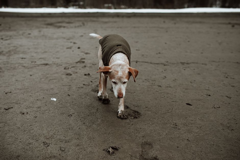 Tierarzt entnimmt Blutprobe bei einem älteren Hund