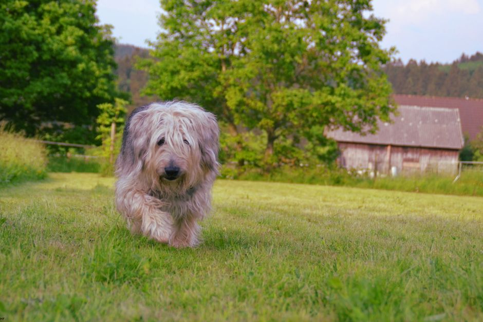 Älterer Hund geht entspannt mit Herrchen spazieren