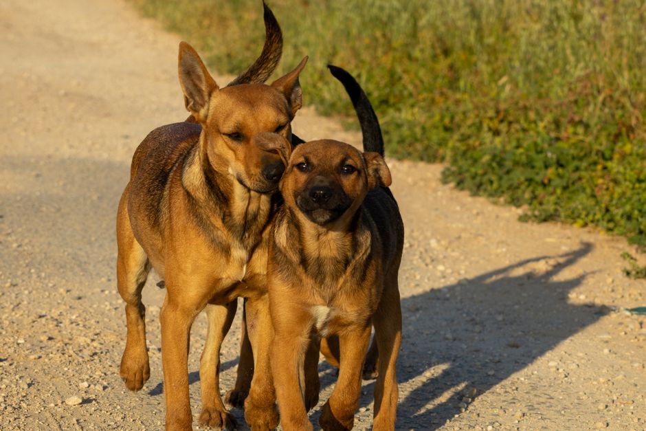 Kind sitzt ruhig neben einem alten Hund auf einer Wiese