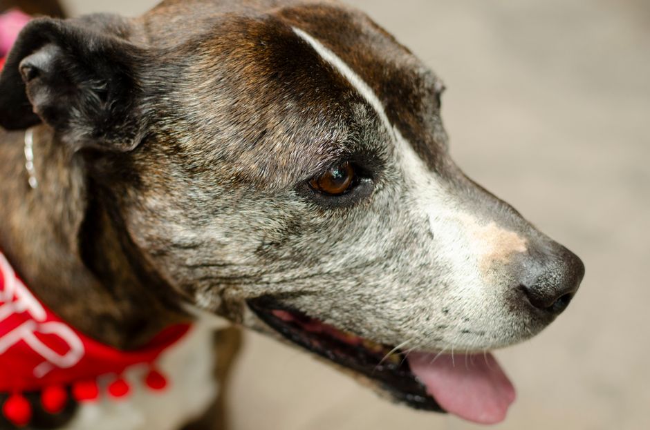 Hund mit grauem Schnauzenbart