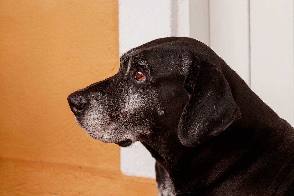 Tierarzt und Hundehalter sprechen vertrauensvoll über den Hund