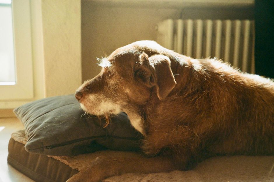 Tierarzt hält Blutröhrchen eines Hundes