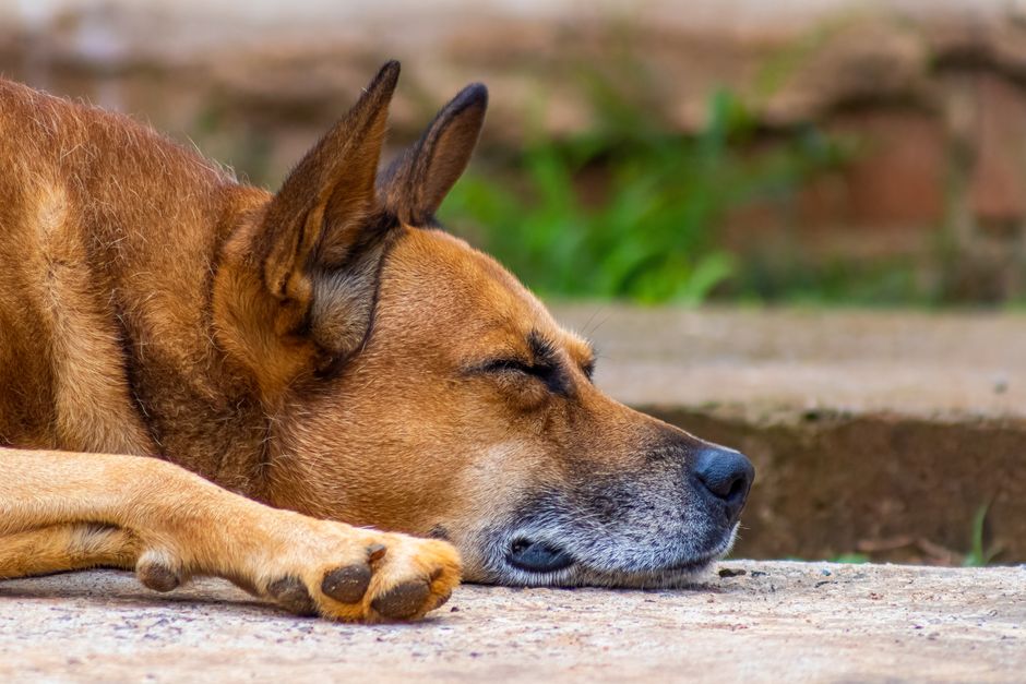 Seniorhund bei einem gemütlichen Spaziergang auf einem Waldweg