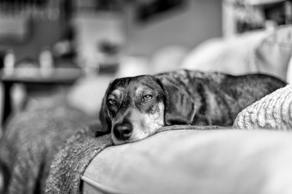Tierarzt wiegt einen älteren Hund auf der Waage