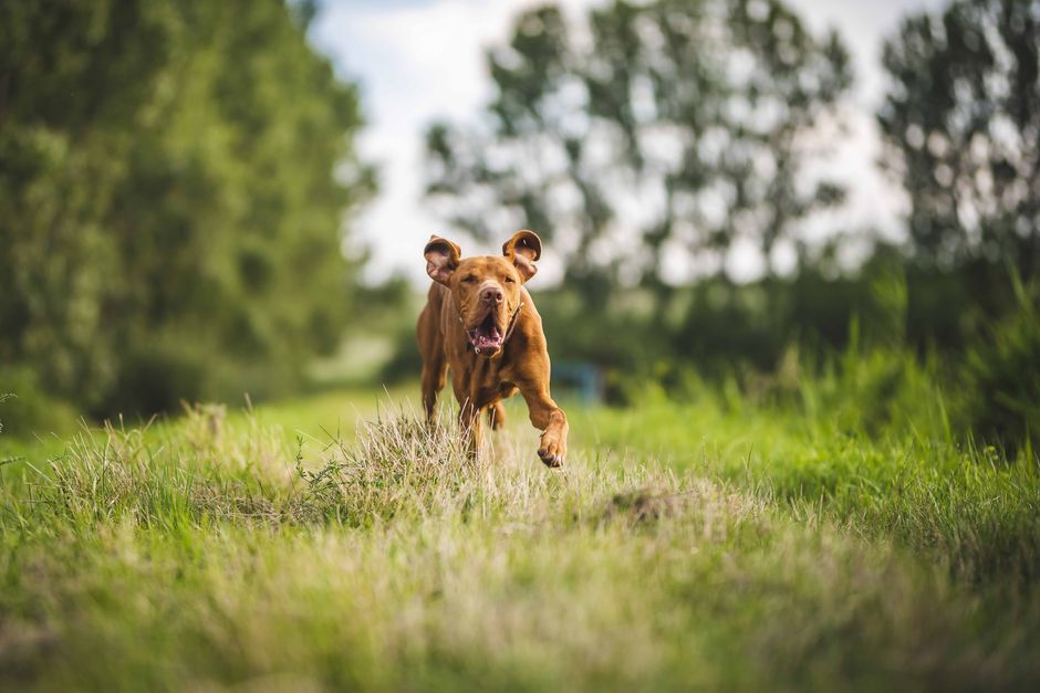 Kind und Hund spielen zusammen im Garten