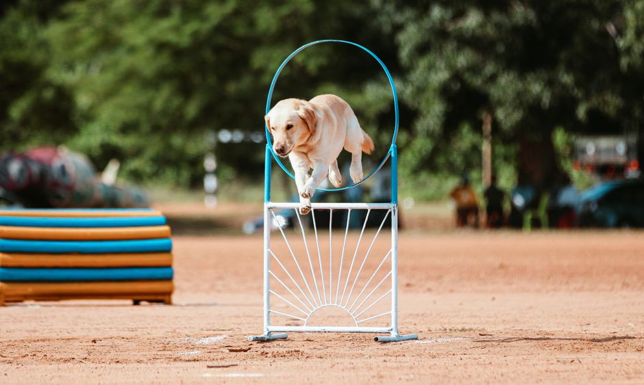 Hund folgt konzentriert einer Bodenfährte mit hängender Nase