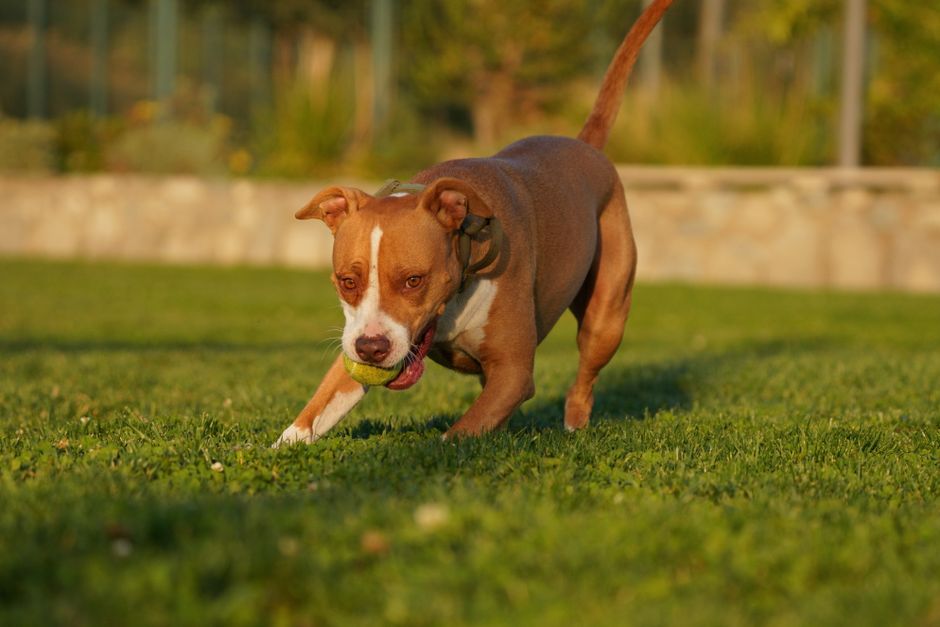 Hund springt präzise über einen Agility-Stab auf einem Parcours
