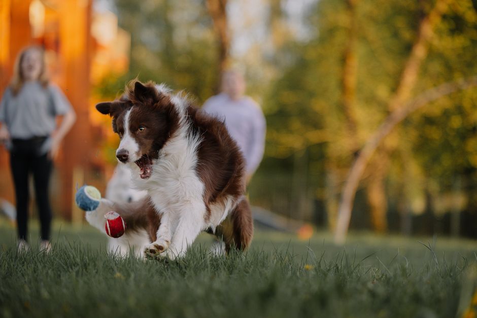 Border Collie beim Hüten von Schafen auf einer Weide