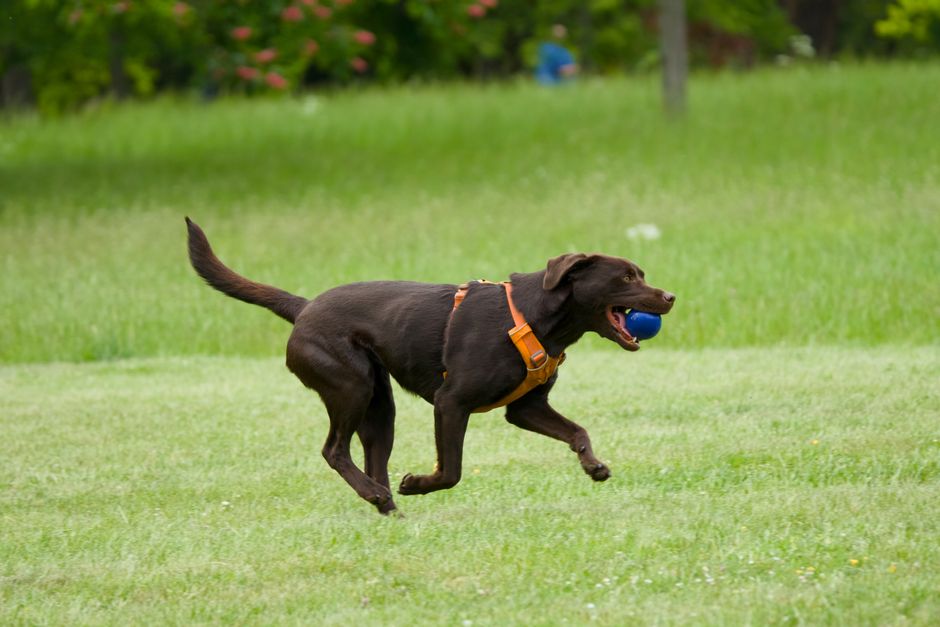 Muskulöser aktiver Hund beim Laufen im Feld