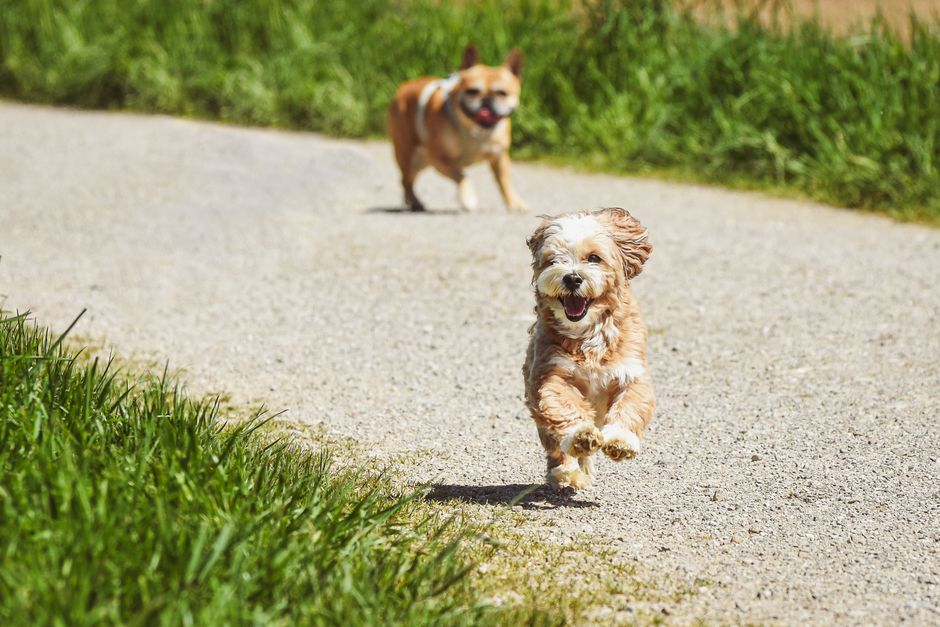 Hund fängt eine Frisbee-Scheibe in der Luft mit konzentriertem Blick