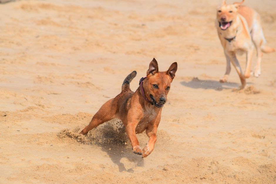 Hund schnüffelt eifrig durch langes Gras auf der Suche nach Leckerlis
