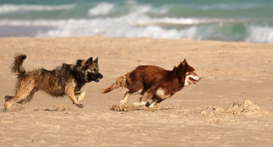 Hund liegt entspannt im Schatten und erholt sich nach dem Sport