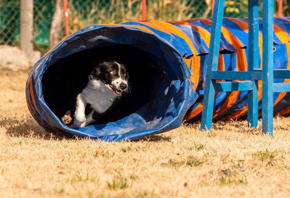 Hund trägt einen Dummyball zielgerichtet zurück zum Halter