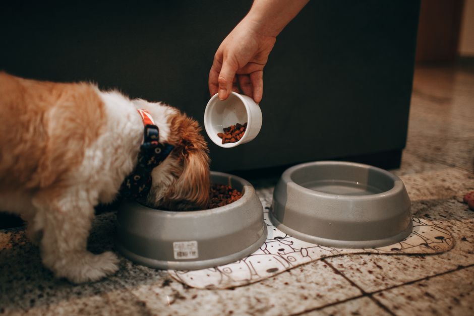 Hundebesitzer mit Tüte beim Gassigang – Kot beobachten