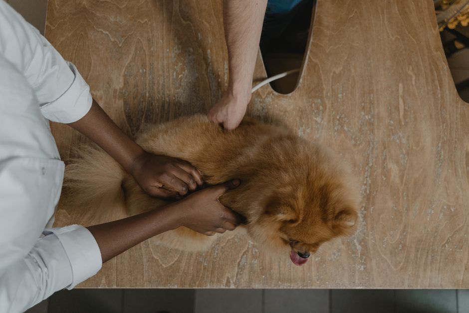 Mülleimer mit Kindersicherung neben einem Hund der neugierig schaut