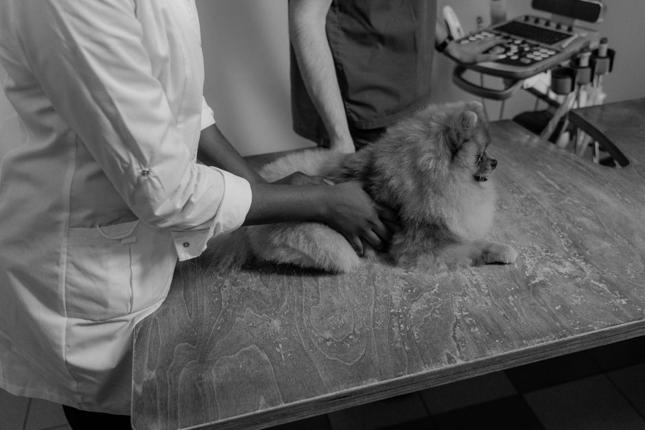 Hund beim Tierarzt – Probiotika nach Antibiotika besprechen