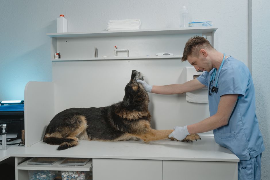 Hund schaut entspannt aus dem Autofenster, Ohren im Wind