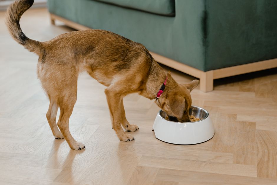Hund liegt ruhig auf seinem Liegeplatz nach dem Erbrechen