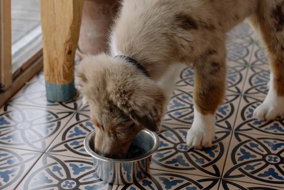 Hund wartet vor seiner Futterschüssel – Routine unterstützt Verdauung