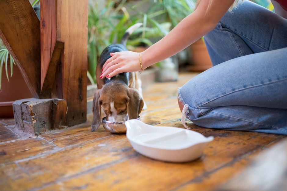 Gekochtes Hühnchen und Reis in einer Schüssel – Schonkost für Hunde