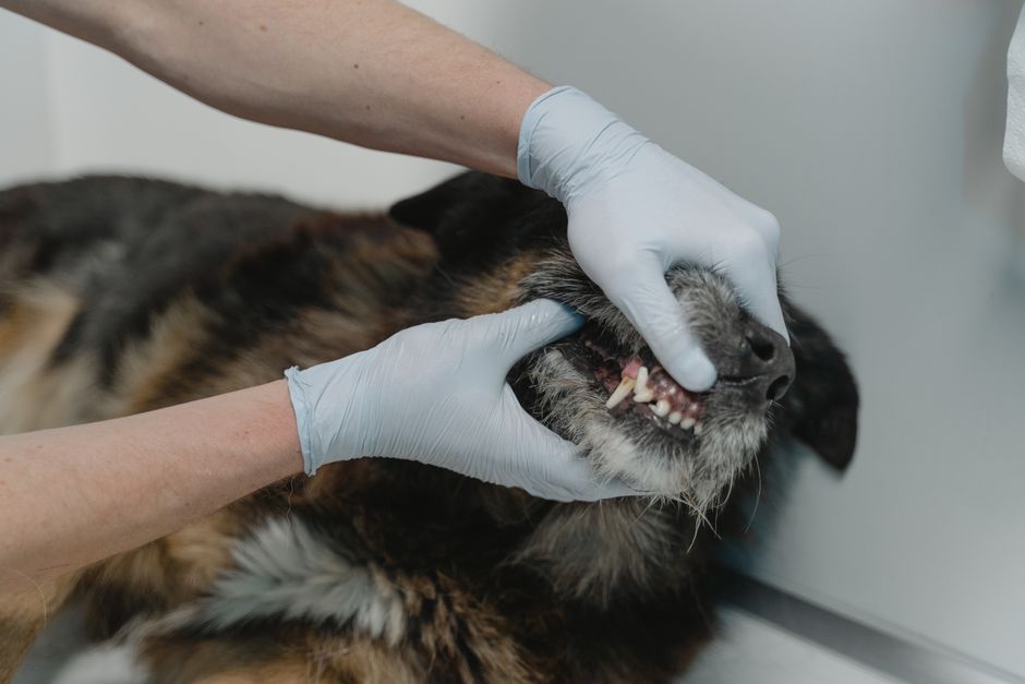 Fortgeschrittene Zahnerkrankung beim Hund mit sichtbarem Zahnfleischrückgang
