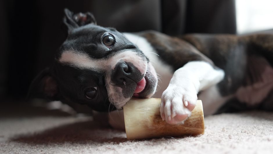 Hund frisst weiches Nassfutter nach Zahnextraktion