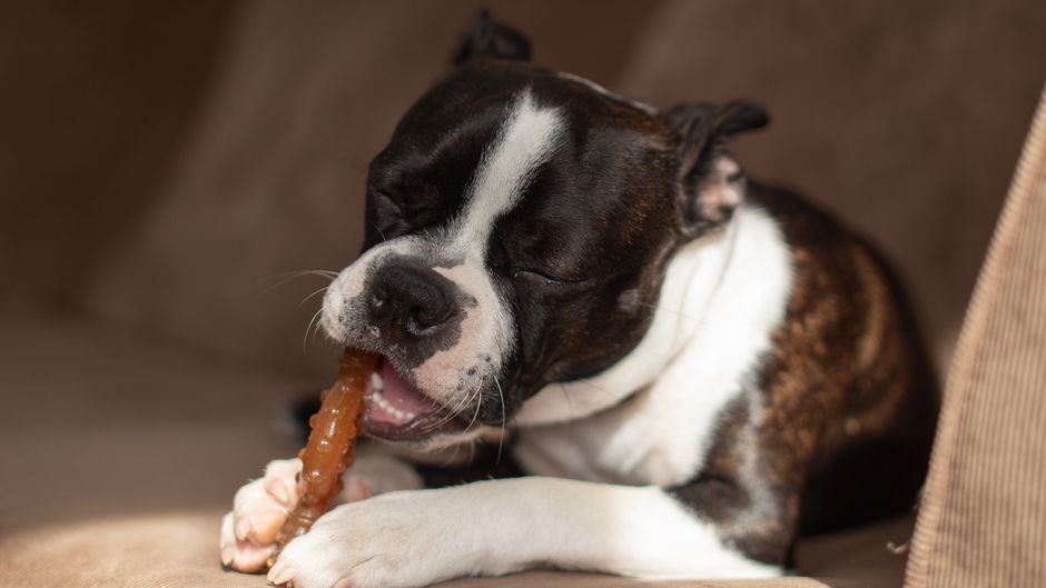 Verschiedene Kauartikel in unterschiedlichen Größen für Hunde