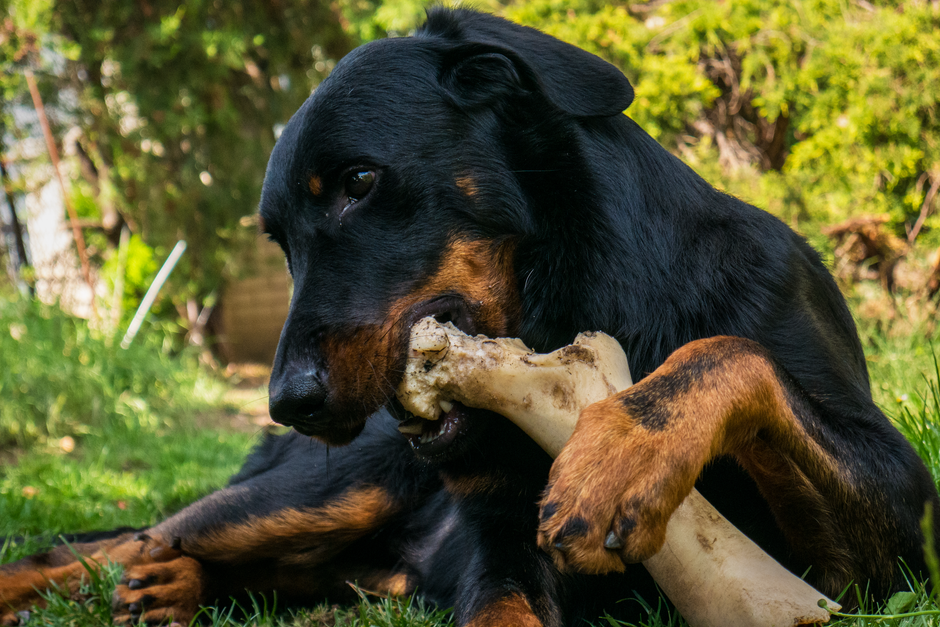 Strukturierter Zahnpflege-Plan für Hunde mit täglichen, wöchentlichen und monatlichen Aufgaben