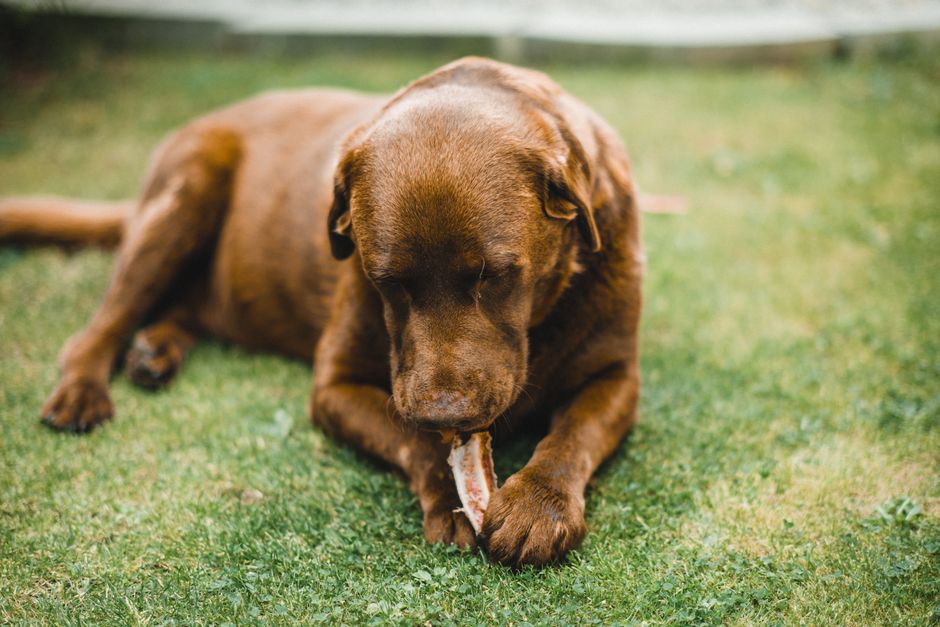 Verschiedene Dental-Snacks für Hunde im Vergleich