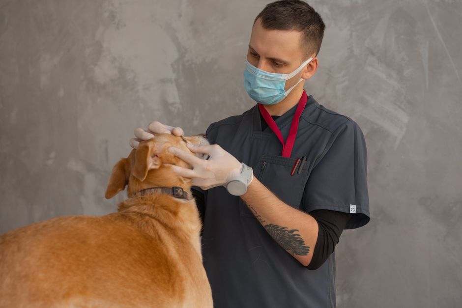 Hund sitzt vor Kausnacks — Portionskontrolle ist wichtig