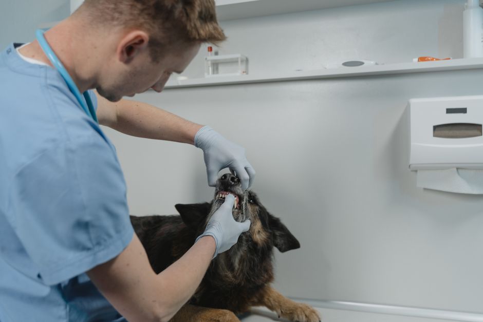 Illustration des Zusammenhangs zwischen Zahngesundheit und Organgesundheit beim Hund