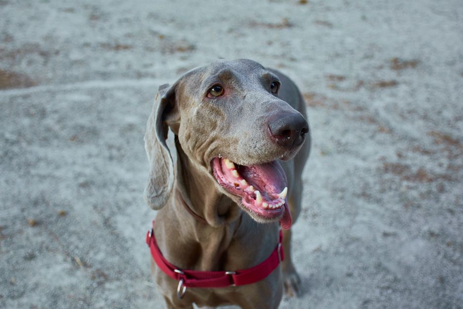 Verschiedene Zahnbürsten und Fingerling für Hunde im Vergleich